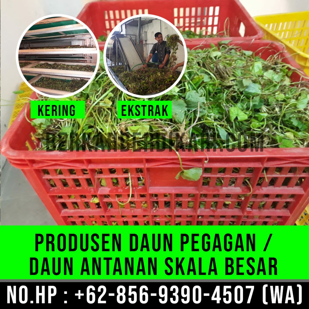 pegagan, antanan, daun pegagan, daun antanan, daun centella asiatica, jual daun pegagan, daun pegagan kering, daun antanan kering, ekstrak daun pegagan, ekstrak daun antanan, pabrik daun pegagan, produsen daun pegagan, perusahaan daun pegagan, supplier daun pegagan, distributor daun pegagan, jual daun antanan, pabrik daun antanan, produsen daun antanan, perusahaan daun antanan, supplier daun antanan, distributor daun antanan