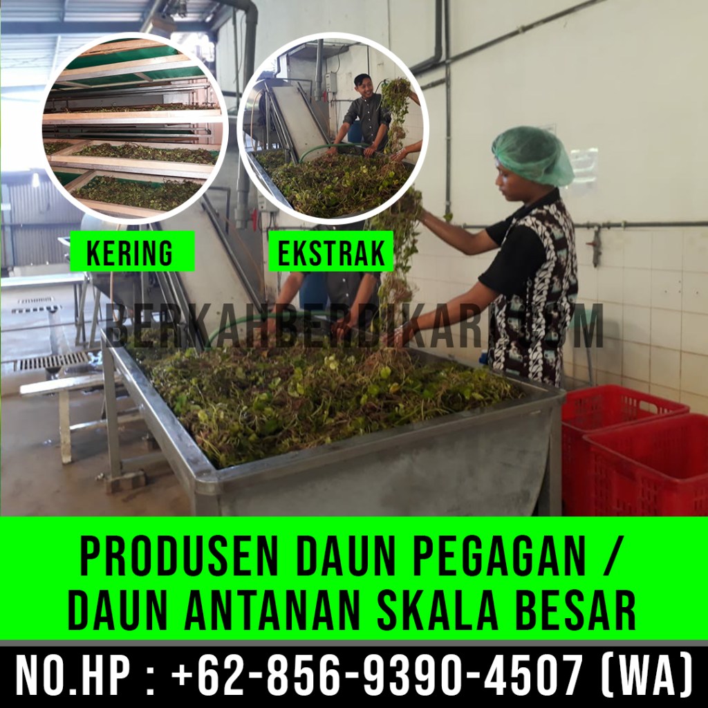pegagan, antanan, daun pegagan, daun antanan, daun centella asiatica, jual daun pegagan, daun pegagan kering, daun antanan kering, ekstrak daun pegagan, ekstrak daun antanan, pabrik daun pegagan, produsen daun pegagan, perusahaan daun pegagan, supplier daun pegagan, distributor daun pegagan, jual daun antanan, pabrik daun antanan, produsen daun antanan, perusahaan daun antanan, supplier daun antanan, distributor daun antanan