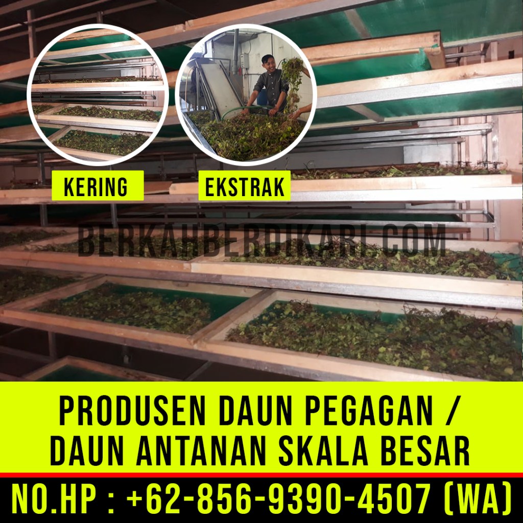 pegagan, antanan, daun pegagan, daun antanan, daun centella asiatica, jual daun pegagan, daun pegagan kering, daun antanan kering, ekstrak daun pegagan, ekstrak daun antanan, pabrik daun pegagan, produsen daun pegagan, perusahaan daun pegagan, supplier daun pegagan, distributor daun pegagan, jual daun antanan, pabrik daun antanan, produsen daun antanan, perusahaan daun antanan, supplier daun antanan, distributor daun antanan