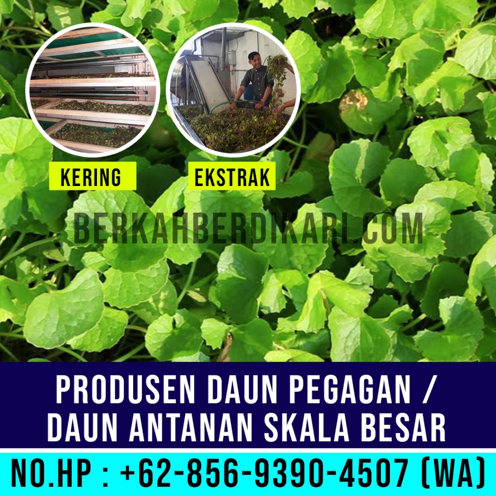 pegagan, antanan, daun pegagan, daun antanan, daun centella asiatica, jual daun pegagan, daun pegagan kering, daun antanan kering, ekstrak daun pegagan, ekstrak daun antanan, pabrik daun pegagan, produsen daun pegagan, perusahaan daun pegagan, supplier daun pegagan, distributor daun pegagan, jual daun antanan, pabrik daun antanan, produsen daun antanan, perusahaan daun antanan, supplier daun antanan, distributor daun antanan