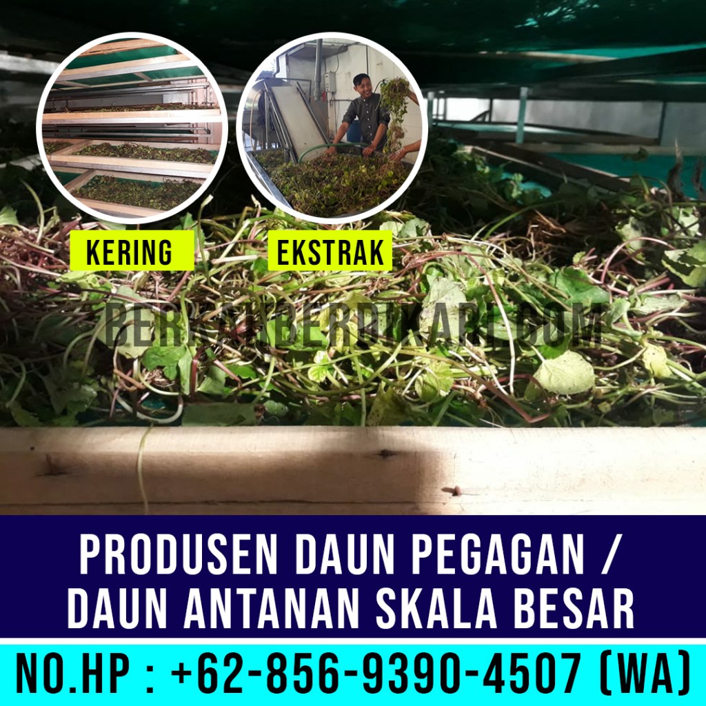 pegagan, antanan, daun pegagan, daun antanan, daun centella asiatica, jual daun pegagan, daun pegagan kering, daun antanan kering, ekstrak daun pegagan, ekstrak daun antanan, pabrik daun pegagan, produsen daun pegagan, perusahaan daun pegagan, supplier daun pegagan, distributor daun pegagan, jual daun antanan, pabrik daun antanan, produsen daun antanan, perusahaan daun antanan, supplier daun antanan, distributor daun antanan