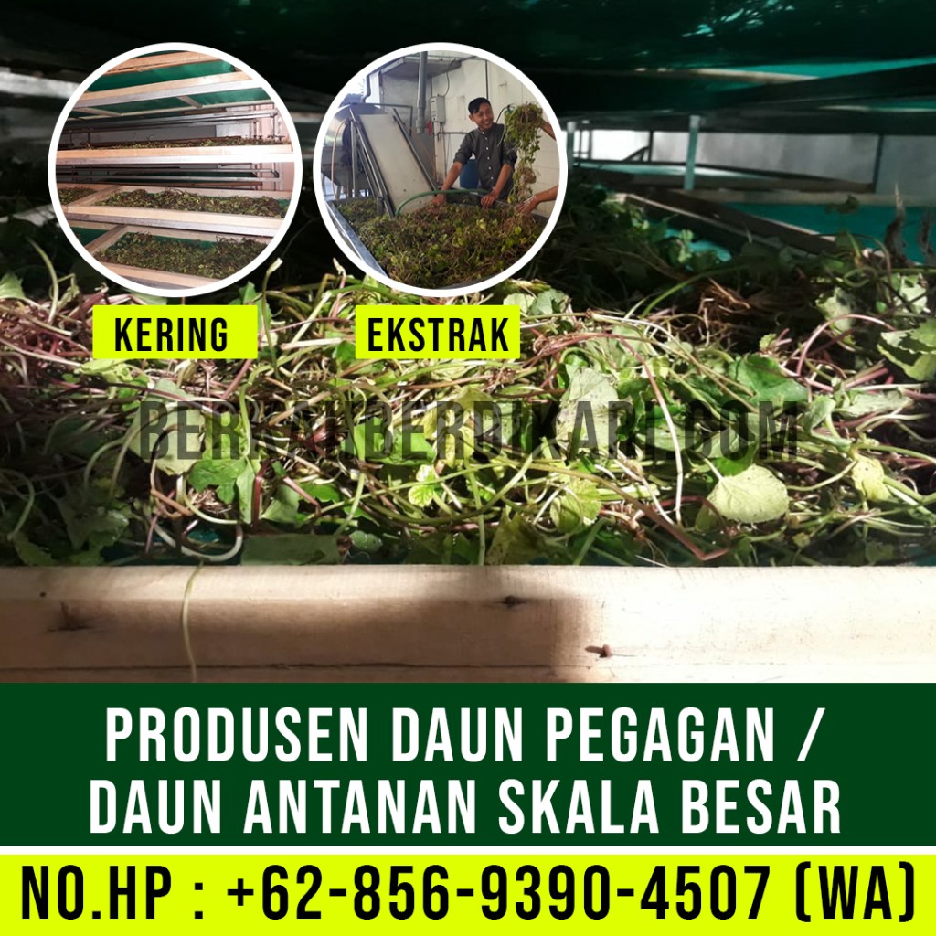 pegagan, antanan, daun pegagan, daun antanan, daun centella asiatica, jual daun pegagan, daun pegagan kering, daun antanan kering, ekstrak daun pegagan, ekstrak daun antanan, pabrik daun pegagan, produsen daun pegagan, perusahaan daun pegagan, supplier daun pegagan, distributor daun pegagan, jual daun antanan, pabrik daun antanan, produsen daun antanan, perusahaan daun antanan, supplier daun antanan, distributor daun antanan