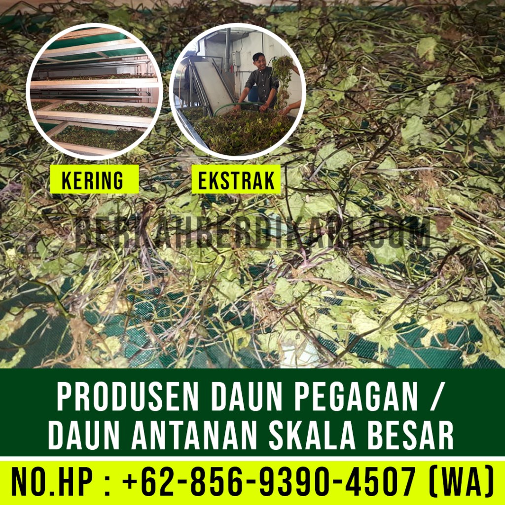 pegagan, antanan, daun pegagan, daun antanan, daun centella asiatica, jual daun pegagan, daun pegagan kering, daun antanan kering, ekstrak daun pegagan, ekstrak daun antanan, pabrik daun pegagan, produsen daun pegagan, perusahaan daun pegagan, supplier daun pegagan, distributor daun pegagan, jual daun antanan, pabrik daun antanan, produsen daun antanan, perusahaan daun antanan, supplier daun antanan, distributor daun antanan