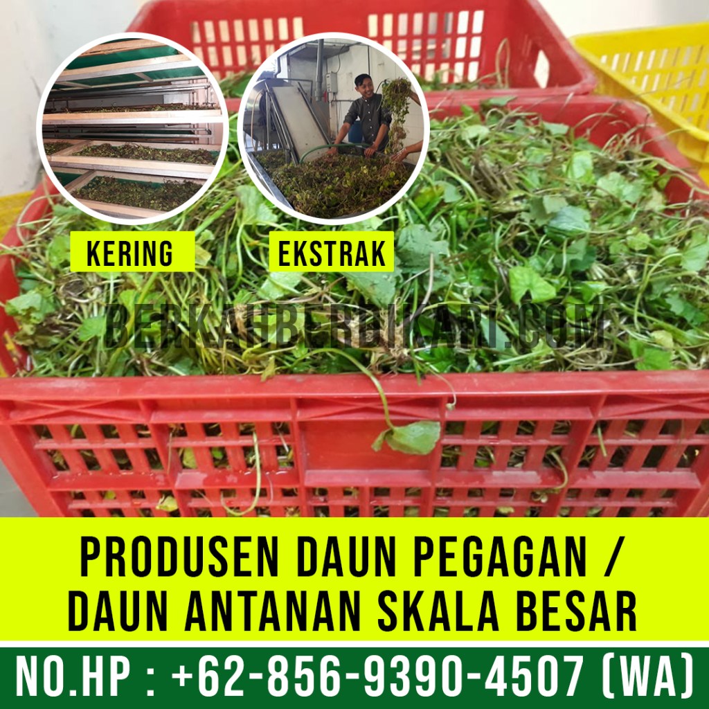 pegagan, antanan, daun pegagan, daun antanan, daun centella asiatica, jual daun pegagan, daun pegagan kering, daun antanan kering, ekstrak daun pegagan, ekstrak daun antanan, pabrik daun pegagan, produsen daun pegagan, perusahaan daun pegagan, supplier daun pegagan, distributor daun pegagan, jual daun antanan, pabrik daun antanan, produsen daun antanan, perusahaan daun antanan, supplier daun antanan, distributor daun antanan